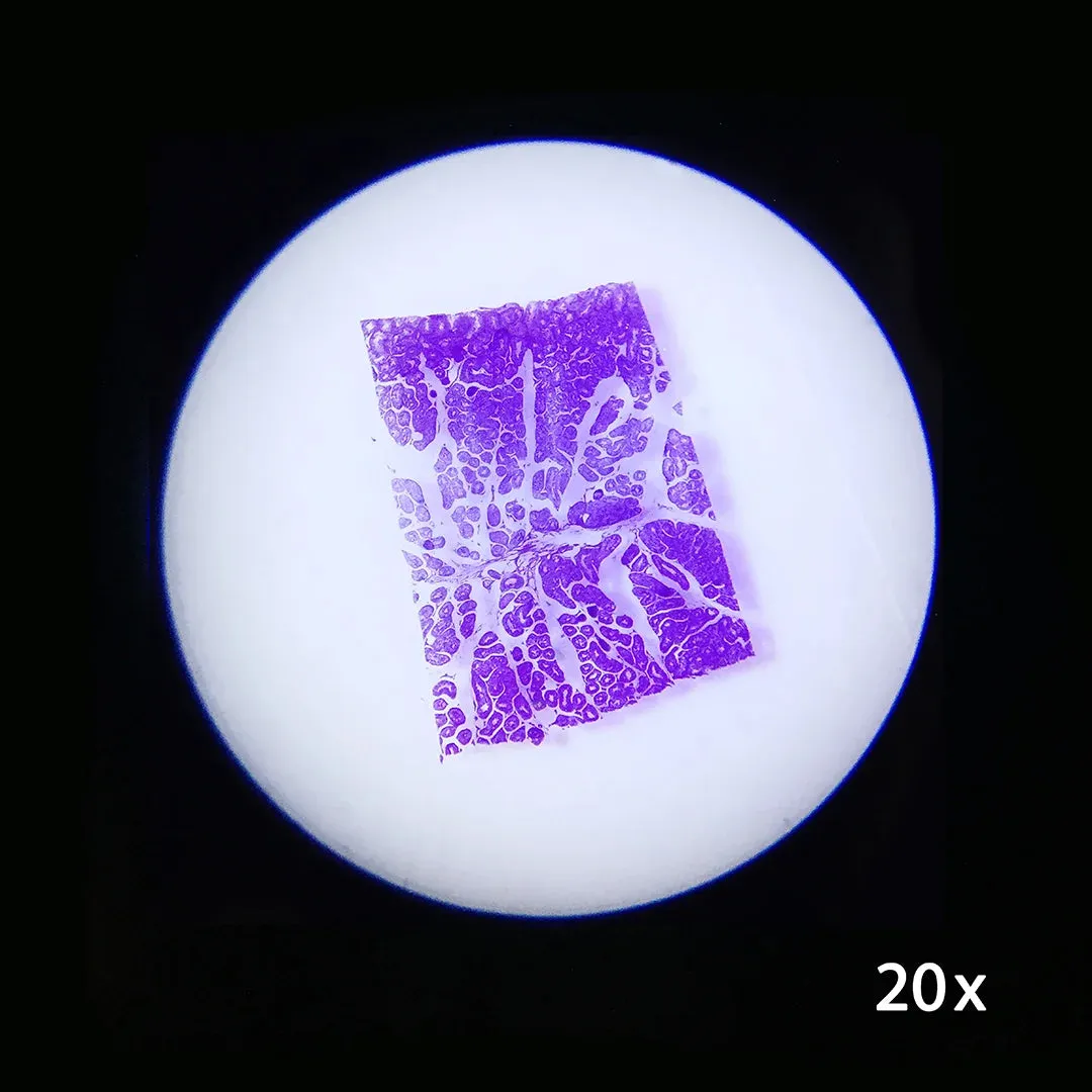 20x, 50x Student Stereo Microscope | AY13116