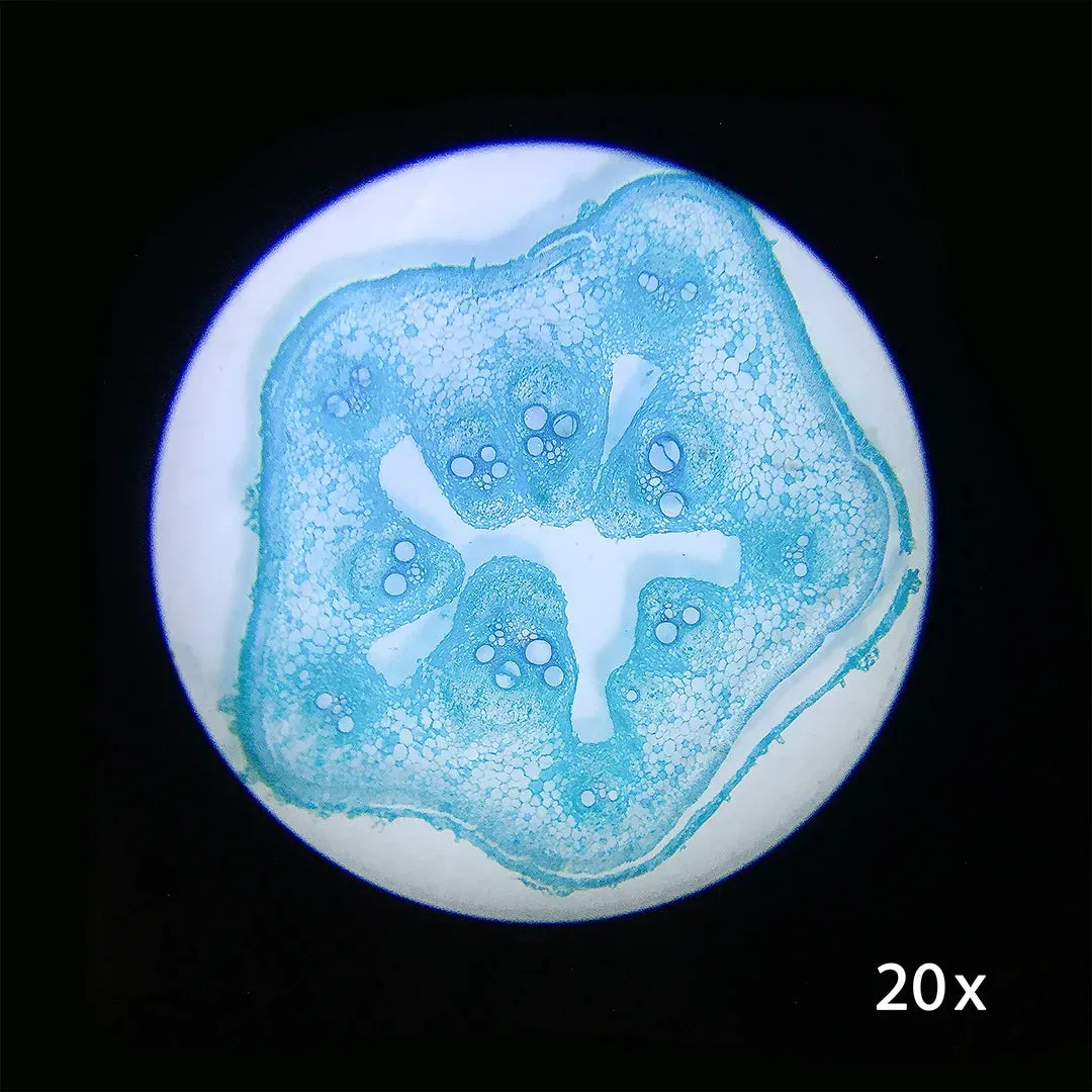 20x, 50x Student Stereo Microscope | AY13116