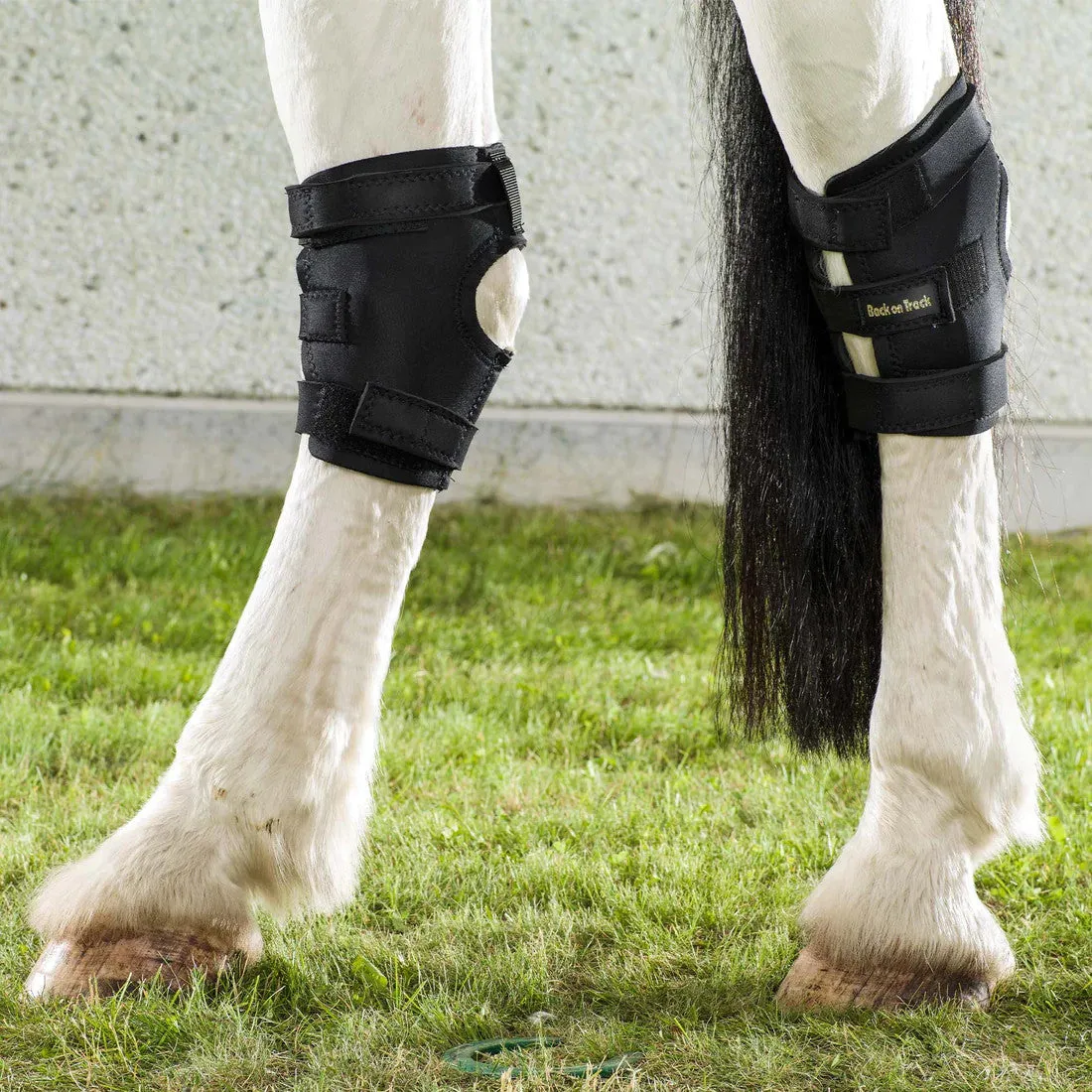 Back on Track Therapeutic Hock Boots w/ Hole